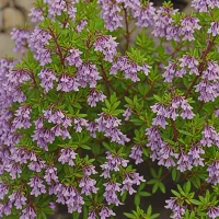 Chamaecytisus purpureus