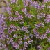 Chamaecytisus purpureus