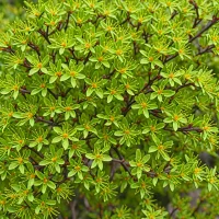 Corokia cotoneaster