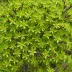 Corokia cotoneaster