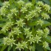 Cestrum nocturnum