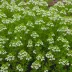 Cassiope tetragona