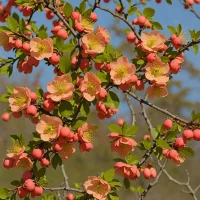 Chaenomeles japonica