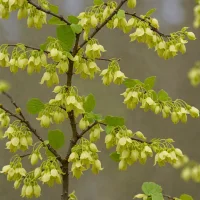 Corylopsis pauciflora