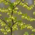 Corylopsis pauciflora