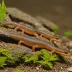 Caucasian Newt