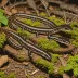 Caddo Mountain Salamander