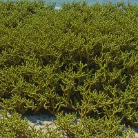 Channeled Wrack (Pelvetia canaliculata)