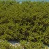 Channeled Wrack (Pelvetia canaliculata)