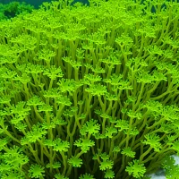 Codium decorticatum