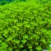 Codium decorticatum