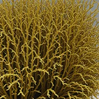 Cymathaere triplicata