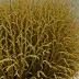 Cymathaere triplicata
