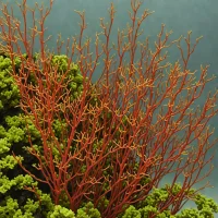 Callithamnion corymbosum