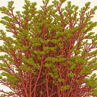 Chrysymenia wrightii