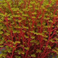 Cumagloia andersonii