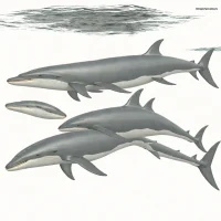 Common Minke Whale