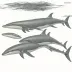 Common Minke Whale