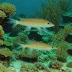 Caribbean Reef Squid (Sepioteuthis sepioidea)