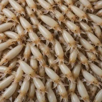 California Market Squid (Doryteuthis opalescens)