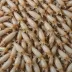 California Market Squid (Doryteuthis opalescens)