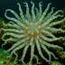 Crown Squid (Lycoteuthis diadema)