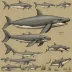Cetotherium rathkii