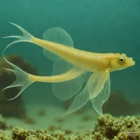 Chtenopteryx canariensis