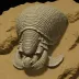 Cornuproetus cornutus