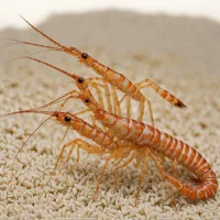 Coonstripe Shrimp