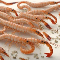 Common Shrimp