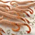 Common Shrimp
