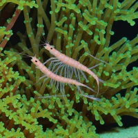 Caribbean Peppermint Shrimp