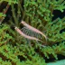 Caribbean Peppermint Shrimp
