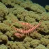 Candy Stripe Shrimp