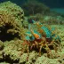 Chiragra Mantis Shrimp