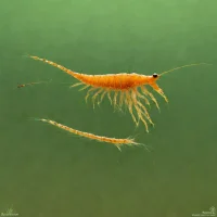 Conservancy Fairy Shrimp