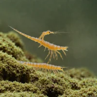 California Fairy Shrimp