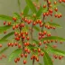 Chinese Wolfberry (Lycium chinense)