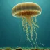 Carybdea rastoni (Jimble)