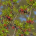 Calafate Berry (Berberis microphylla)