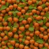 Chinese Lantern Berry (Physalis alkekengi)