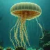 Carybdea xaymacana