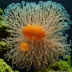 Cotylorhiza erythraea (Red Fried Egg Jellyfish)