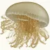 Catostylus cruciatus