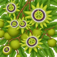 Curuba (Passiflora mollissima)