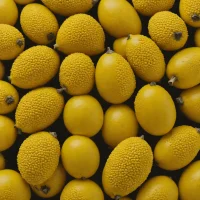 Canistel / Eggfruit (Pouteria campechiana)