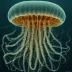 Colobonema sericeum