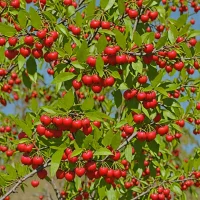 Cedar Bay Cherry (Eugenia reinwardtiana)