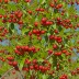 Cedar Bay Cherry (Eugenia reinwardtiana)
